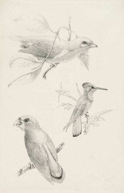 Three Birds by Titian Ramsay Peale