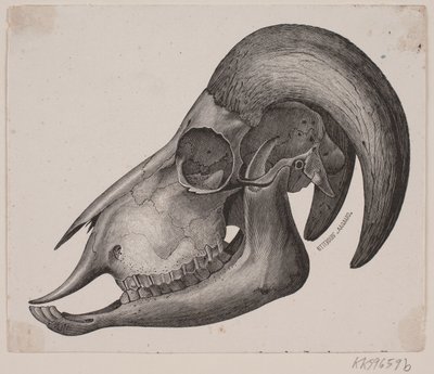 Animal Skull with Horns by Ubekendt