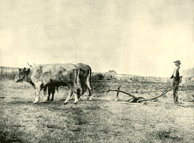 A Bullock Plough Team, 1901 by Unbekannt