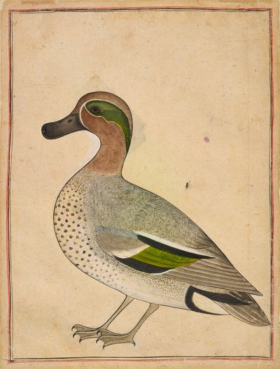 A Green-winged Teal by Unbekannt