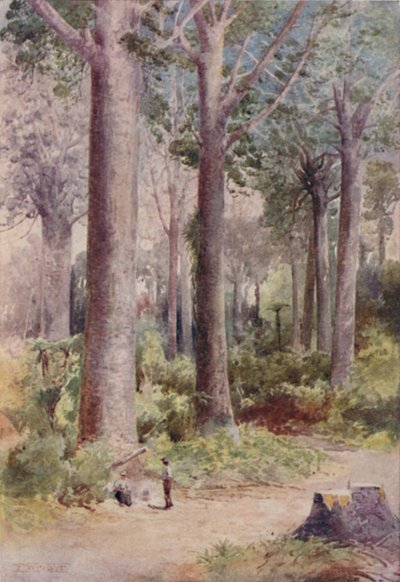A Kauri Forest, 1923 by Unbekannt