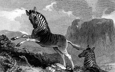 A Quagga by Unbekannt