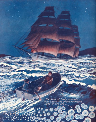 A Sea Illuminated By Living Nightlights, 1935 by Unbekannt