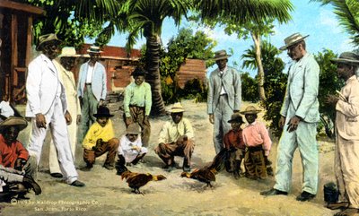 A cock fight, Puerto Rico, 1909 by Unbekannt