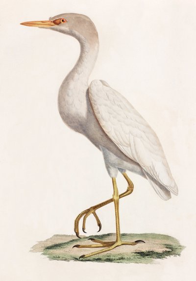 A Colour Illustration of a Bird by Unbekannt