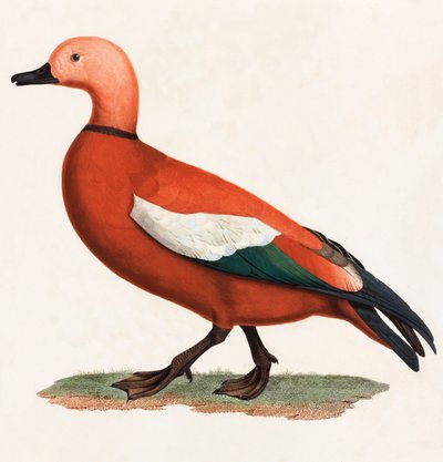 A Colour Illustration of a Brown Duck by Unbekannt