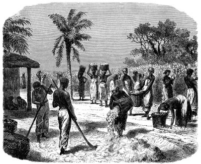 A Cotton Plantation, c1880 by Unbekannt