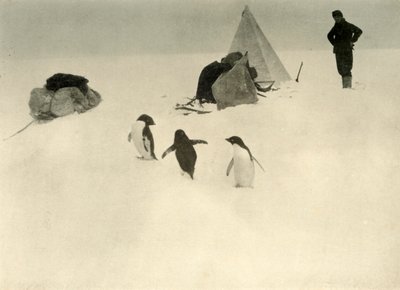 Adelie Penguins Visit a Camp by Unbekannt