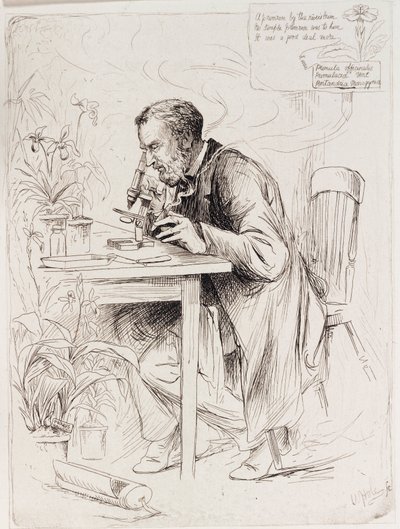 Alexander Dickson, botanist by Unbekannt