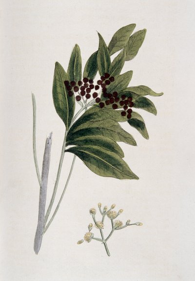Allspice, 1823 by Unbekannt