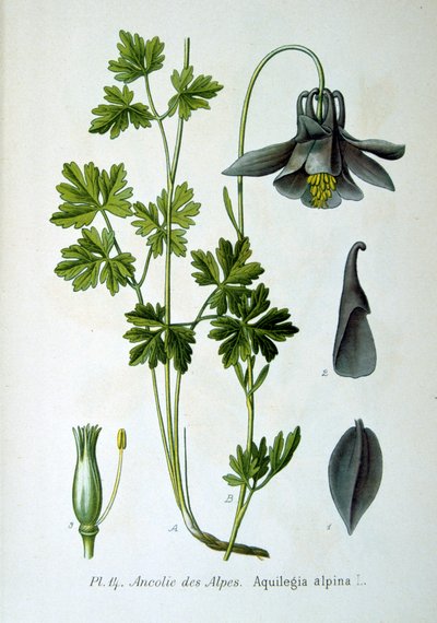Alpine Columbine by Unbekannt