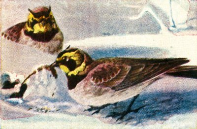 Alpine Larks, c1928 by Unbekannt