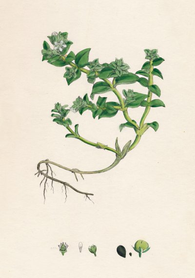 Alsine Peploides. Sea Purslane by Unbekannt