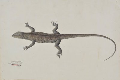 An Indian Bish-Khopra Lizard, ca. 1790 by Unbekannt