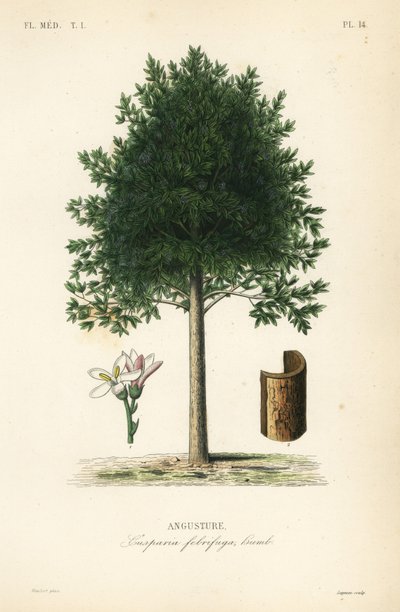 Angostura trifoliata by Unbekannt