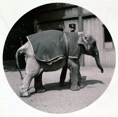 Baby elephant at the zoo, c 1890 by Unbekannt