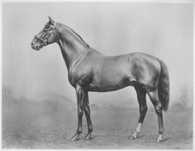 Bachelors Button. Winkfield - Milady, 1911 by Unbekannt