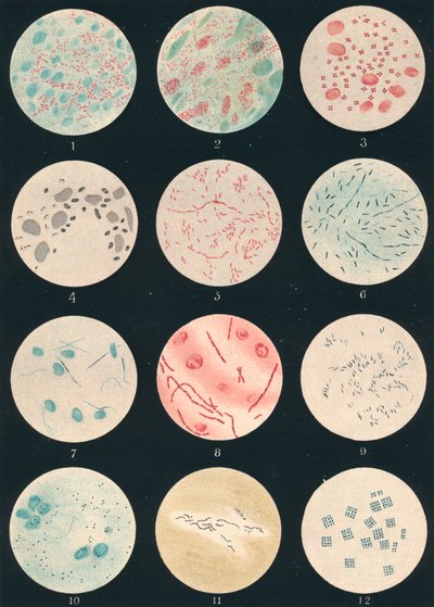 Bacteria, 19th century by Unbekannt