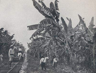 Banana Plantation by Unbekannt