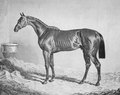 Bay Middleton, 1833-1857 by Unbekannt