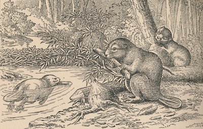 Beavers by Unbekannt