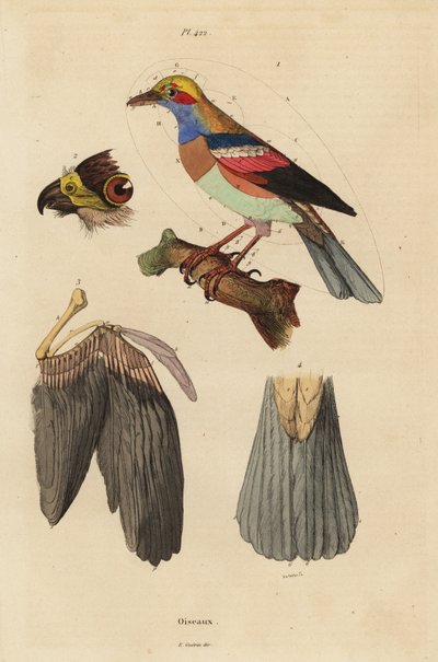 Bird Anatomy: Beak, Wing, Tail, Feathers by Unbekannt