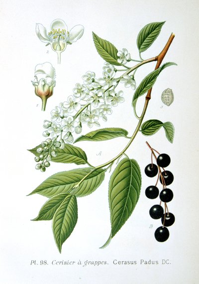 Bird Cherry by Unbekannt