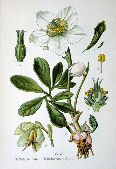 Black Hellebore, 1893 by Unbekannt