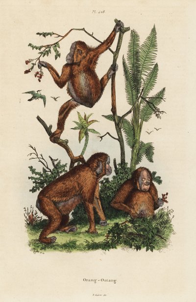 Bornean Orangutans by Unbekannt