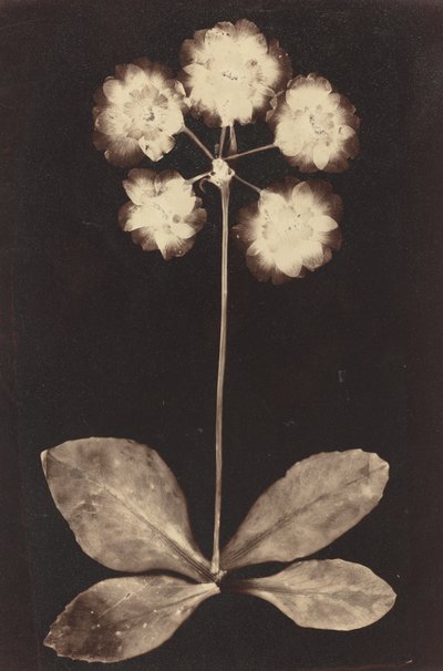 Botanical Photogram, 1860s by Unbekannt