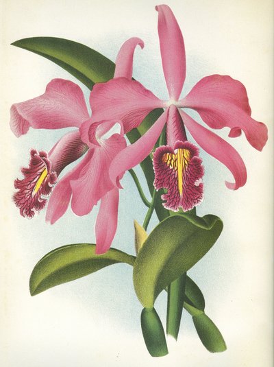 Botanical Board: Cattleya Maxima var. Malouana by Unbekannt