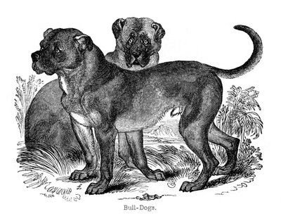 Bulldog, 1848 by Unbekannt