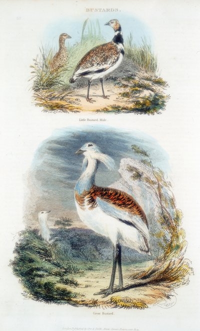 Bustards, 1835 by Unbekannt