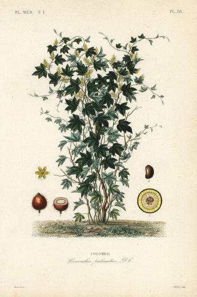 Calumba tree, Jateorhiza columba, Cocculus palmatus by Unbekannt