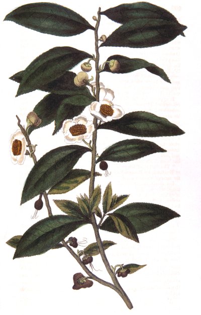 Camellia Sinensis - Tea Plant by Unbekannt