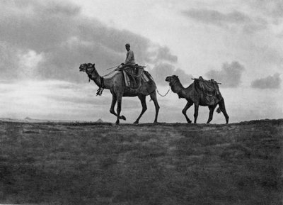 Camels in the desert outside Cairo, Egypt by Unbekannt