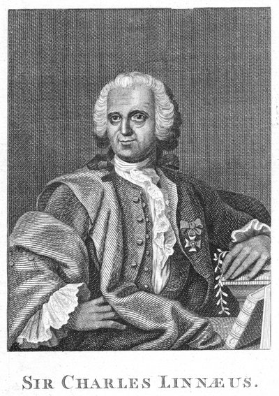 Carolus Linnaeus by Unbekannt