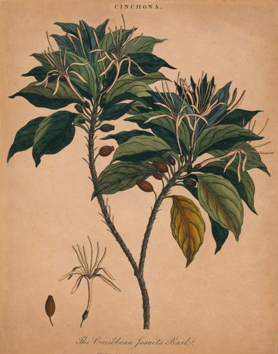 Cinchona. The Caribbean Jesuits Bark by Unbekannt