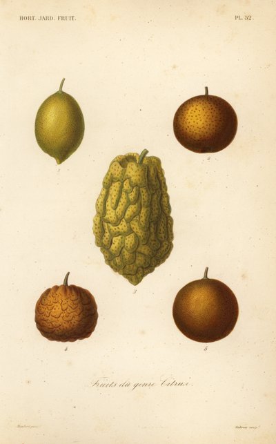 Citrus fruits by Unbekannt