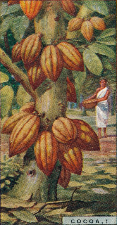 Cocoa, 1. - Cacao Tree, Trinidad, 1928 by Unbekannt