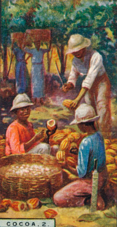 Cocoa, Opening the Pods, Trinidad, 1928 by Unbekannt