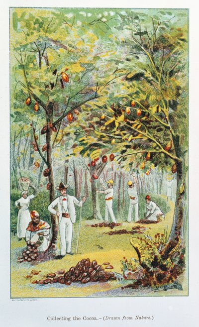 Collecting Cocoa, Venezuela, 1892 by Unbekannt