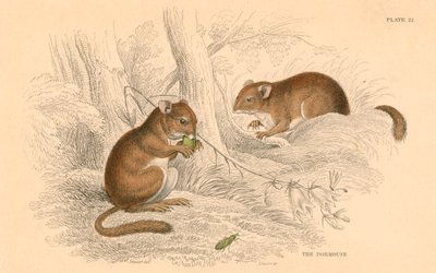 Common Dormouse Muscardinus Arvellanarius, Hibernating Rodent by Unbekannt