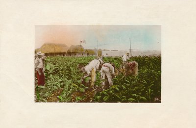 Tobacco Plantation, c1910 by Unbekannt