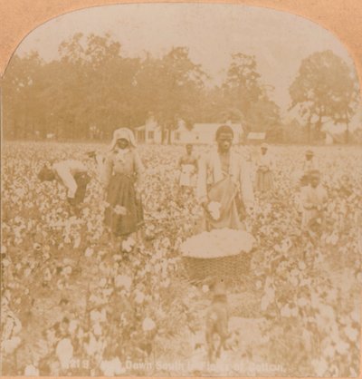 Cotton-Picking by Unbekannt