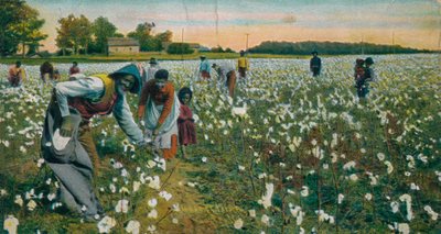 Cotton Picking, Augusta, Georgia by Unbekannt