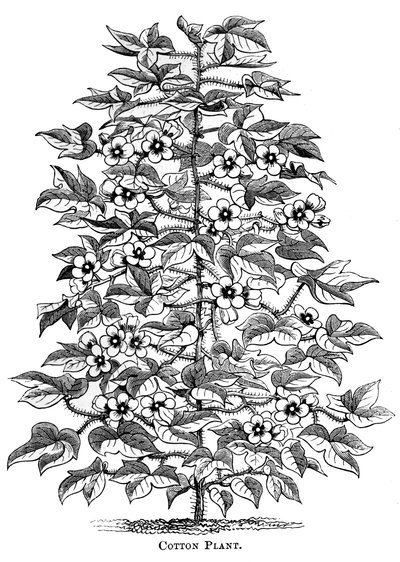 Cotton plant, c1880 by Unbekannt