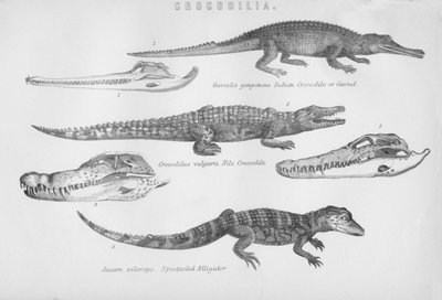 Crocodilia by Unbekannt