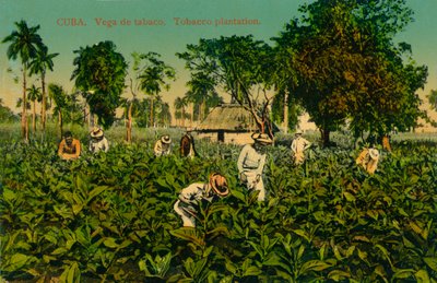 Cuba. Vega de Tabaco. Tobacco Plantation, c1920s by Unbekannt