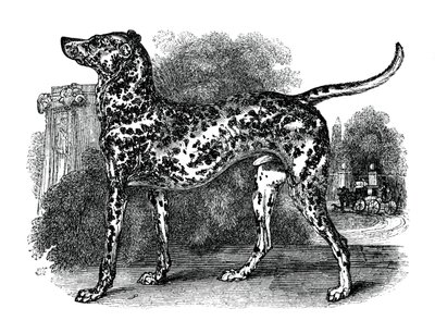 Dalmatian Dog, 1848 by Unbekannt